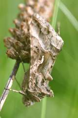 Autographa gamma